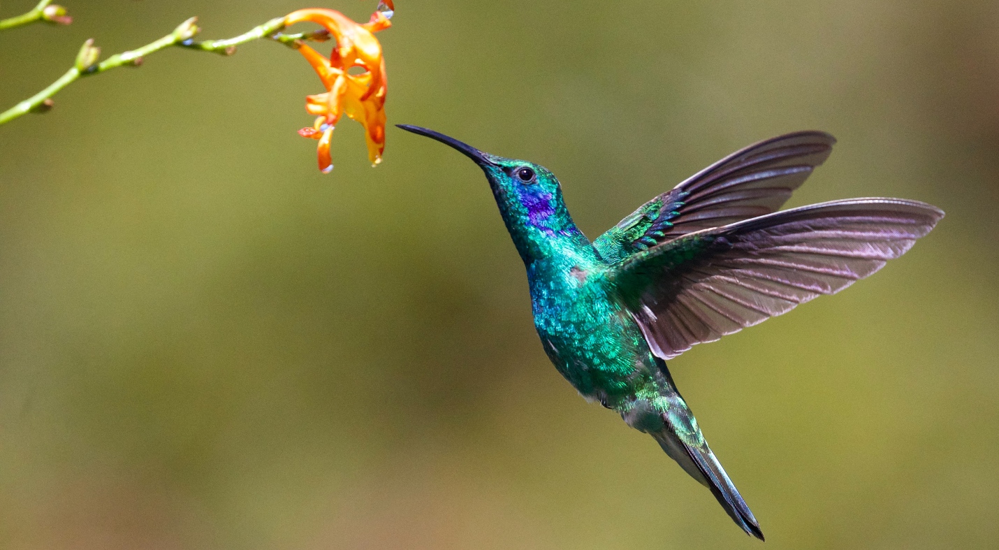Lorsqu'un colibri s'approche de vous, qu'est-ce que cela peut-il